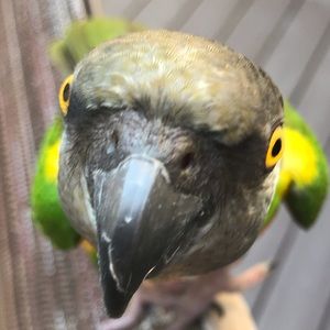 Meet your Posher, Crystal